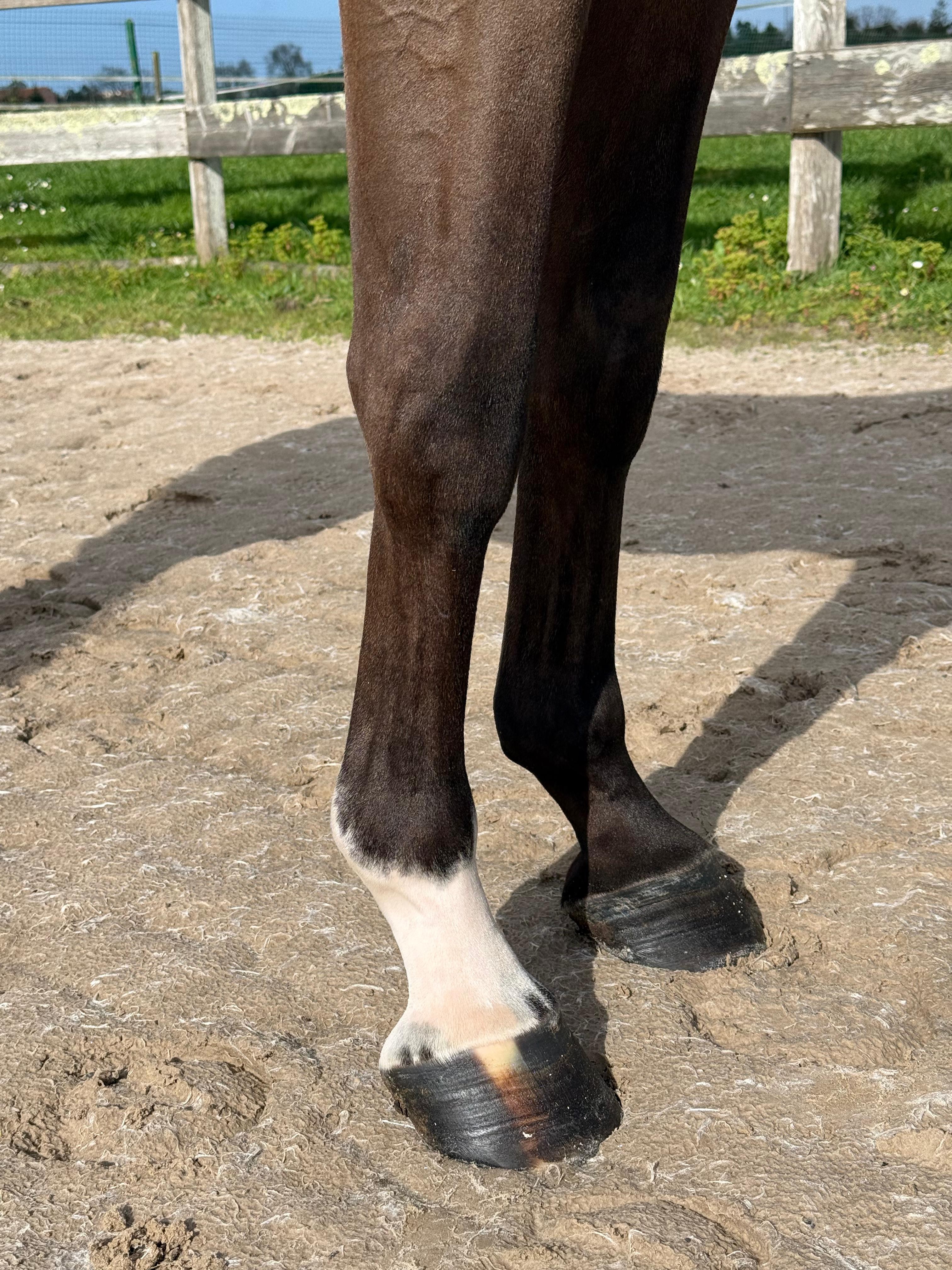 horse